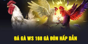 Đá gà WS168